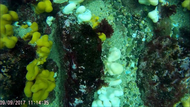 Farnes Islands Diving 2017