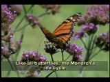 Amazing Life Cycle of a Monarch Butterfly