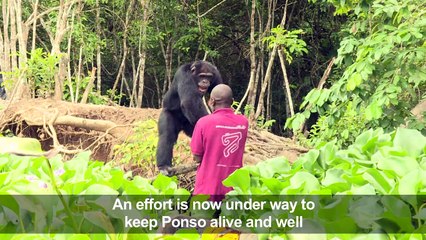 Helping Ponso, sole survivor of I. Coast's 'Chimpanzee Island'
