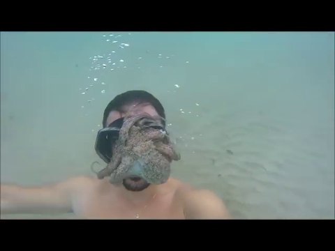 Un poulpe ne lache plus le masque de ce plongeur! Tellement drole