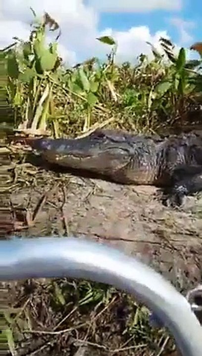 Un crocodile grimpe dans un bateau de touristes... Terrifiant