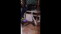 Ce 2 serpents sont inséparables, mais que font-ils???