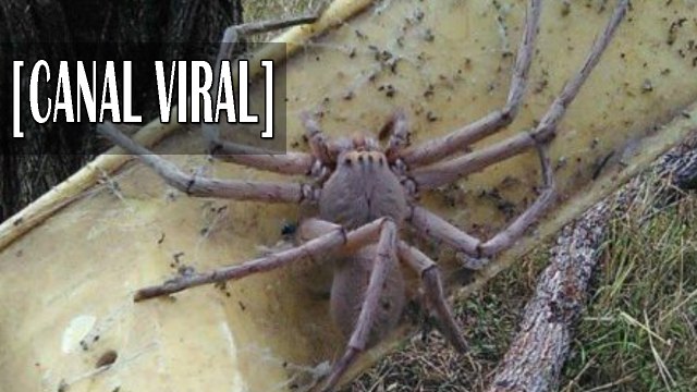 Recopilación videos de animales gigantes capturados vivos