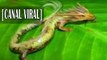 Recopilación videos de dragones reales capturados vivos