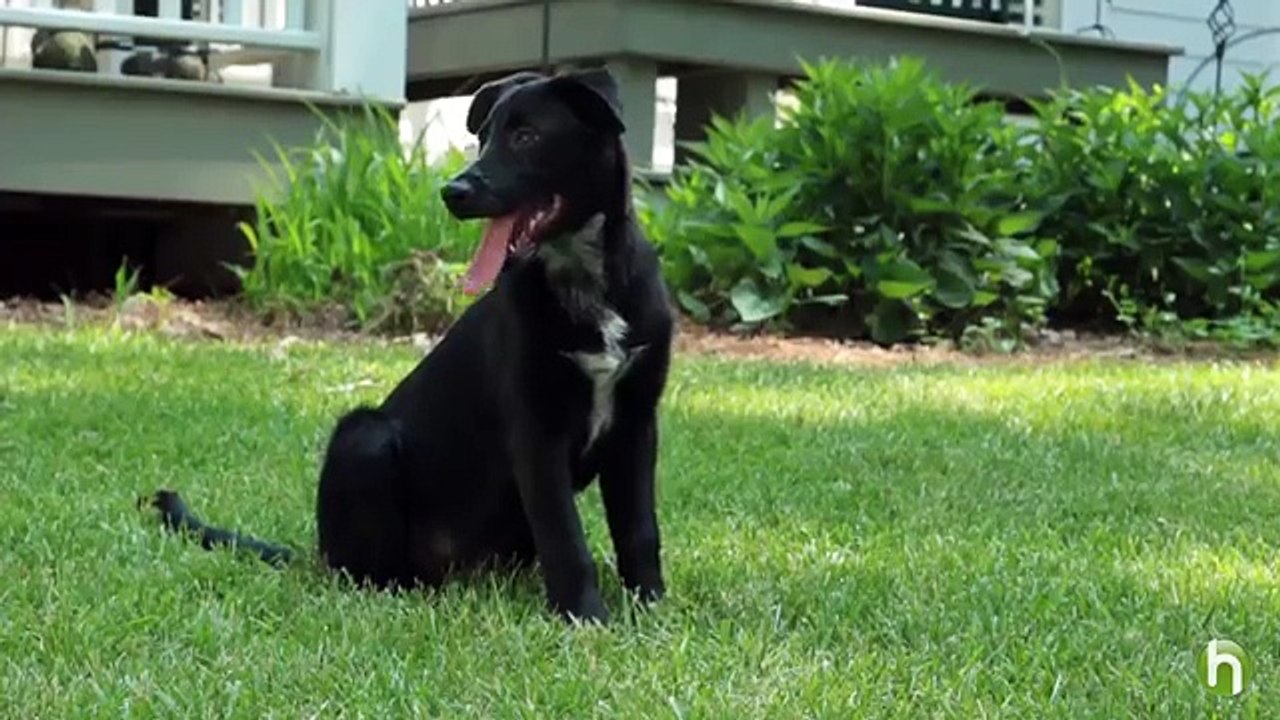 How To Feed a Puppy - How To Choose the Best Puppy Food