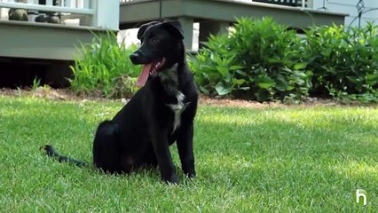 How To Feed a Puppy - How To Choose the Best Puppy Food