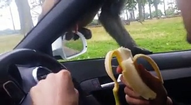 A Family Was Enjoying Their Time In A Safari Park When Two Monkeys Started Behaving
