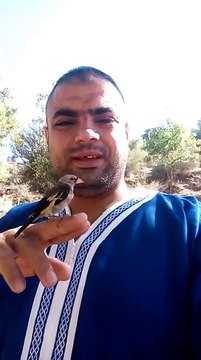 Mon frère Djalel et son super jeune Chardonneret bien dompter أwooow merci mon frère أخي جلال و حسونه الفرخ الرائع المرو