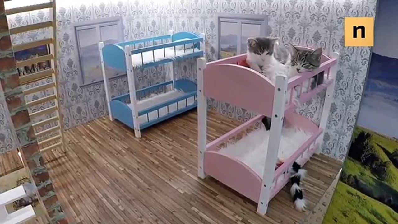 Keeping up with the Kattarshians