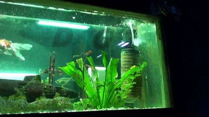 Ensaio Descontraído - Dr. Gori no Studio Ship Room - RJ