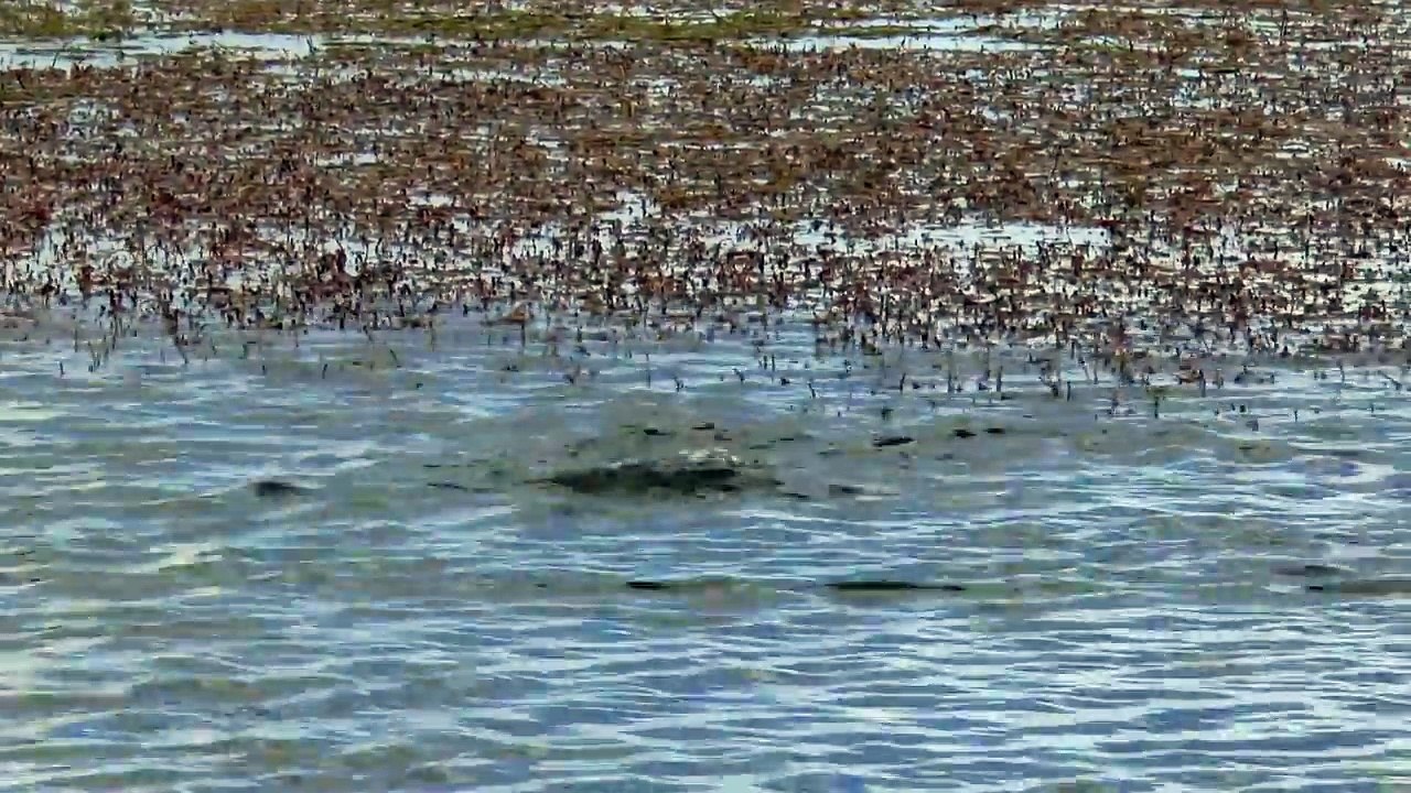 Un couple de Grèbe mitré réalise une danse d'accouplement impressionnante