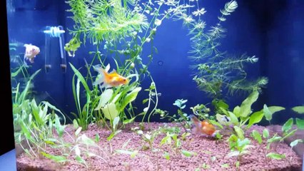 Time lapsed fish tank