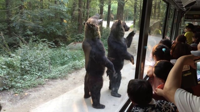 Standing Bears Entertain Tourists On Bus