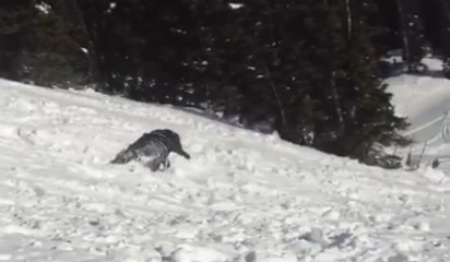 Guy Faceplants Trying To Backflip On Skies