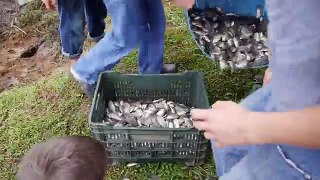 Netting fish in Costa Rica!/Vlog#7