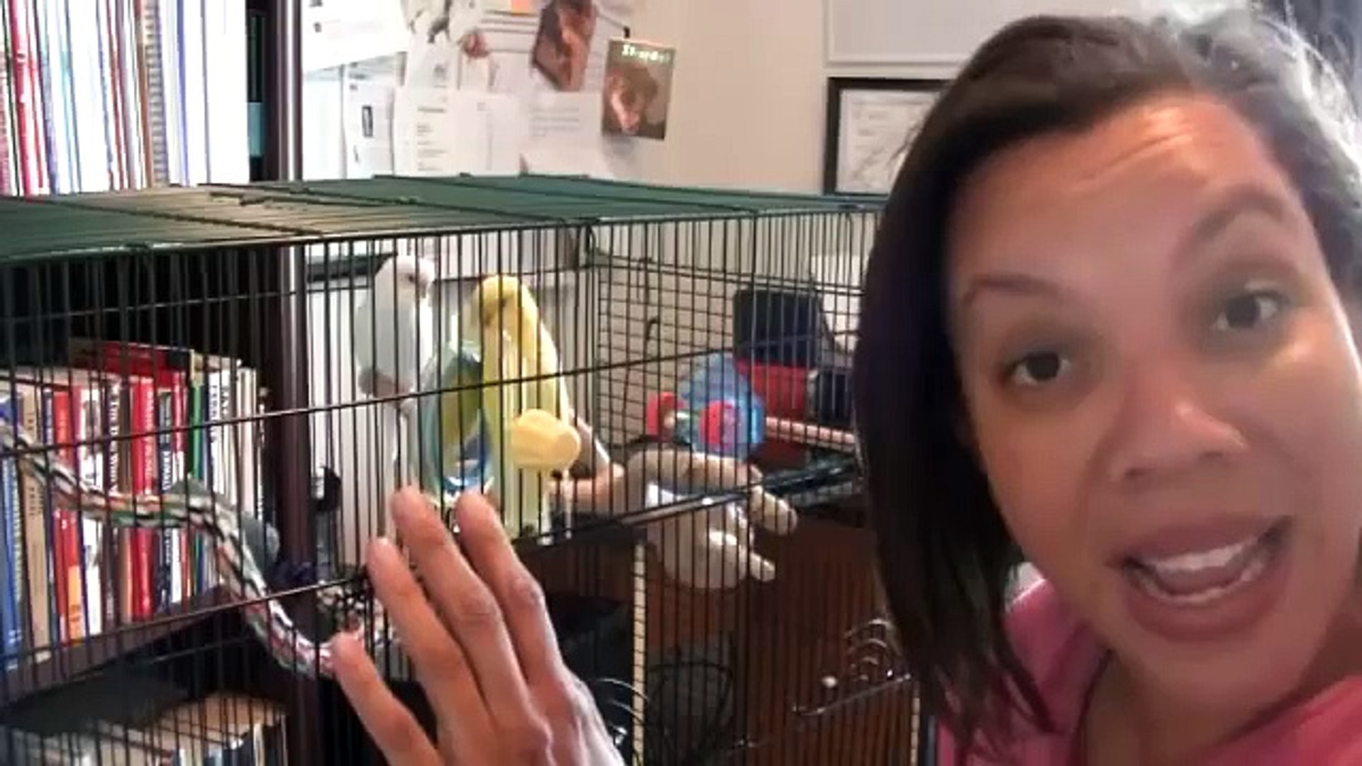 ⁣How to Get Your Parakeet to Trust You