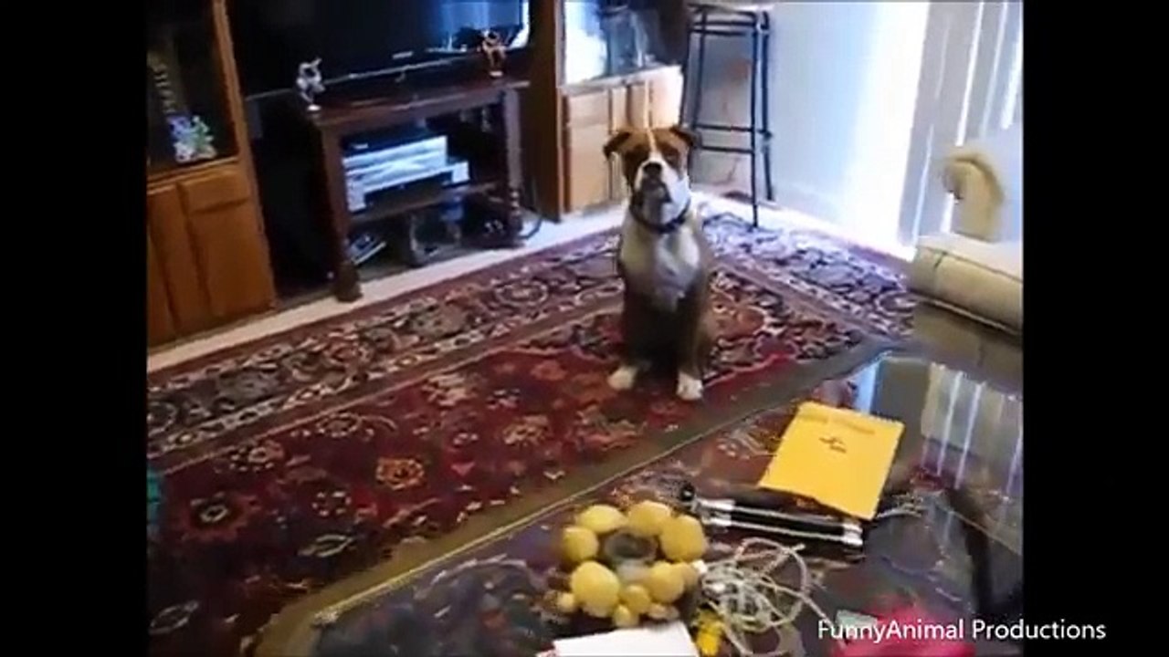 Lustige Tiere Furtzen - Lustige Videos