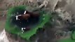 Cows trapped on a cliff in NewZealand - Aftermath of the earthquake