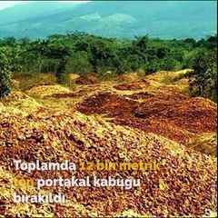 12 Bin Ton Portakal Kabuğunu Bir Araziye Boşaltan Bilim İnsanlarının Ne Planladıkları 16 Yıl Sonra Anlaşıldı...