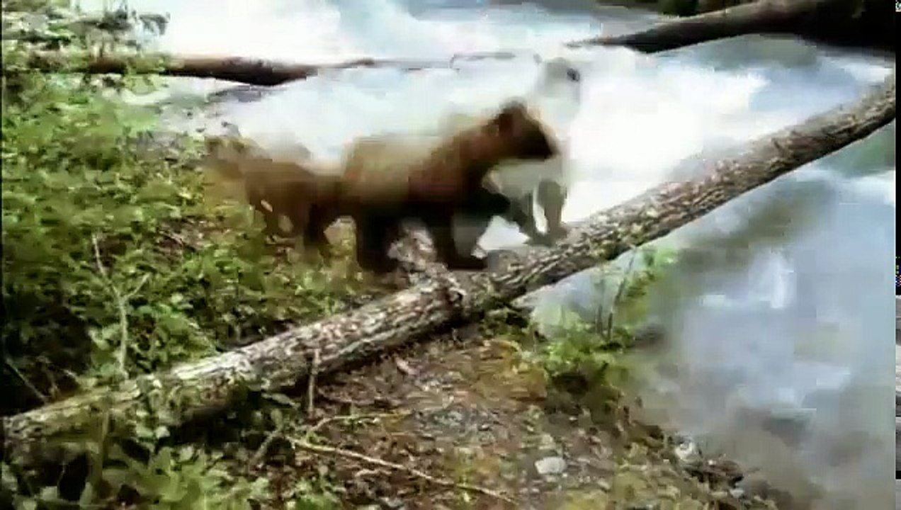 Documentary on Bears The Road North (Full Length)