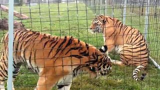 Exclusif bats toi en jouant tigre essence de térébenthine Footage-fun wildcats refuge zoo-animal toys-safar