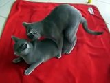 Animals Funny Black Cat Mating