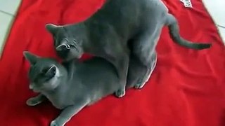 Animals Funny Black Cat Mating