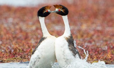 Tarian Unggas Cantik nan Mengagumkan