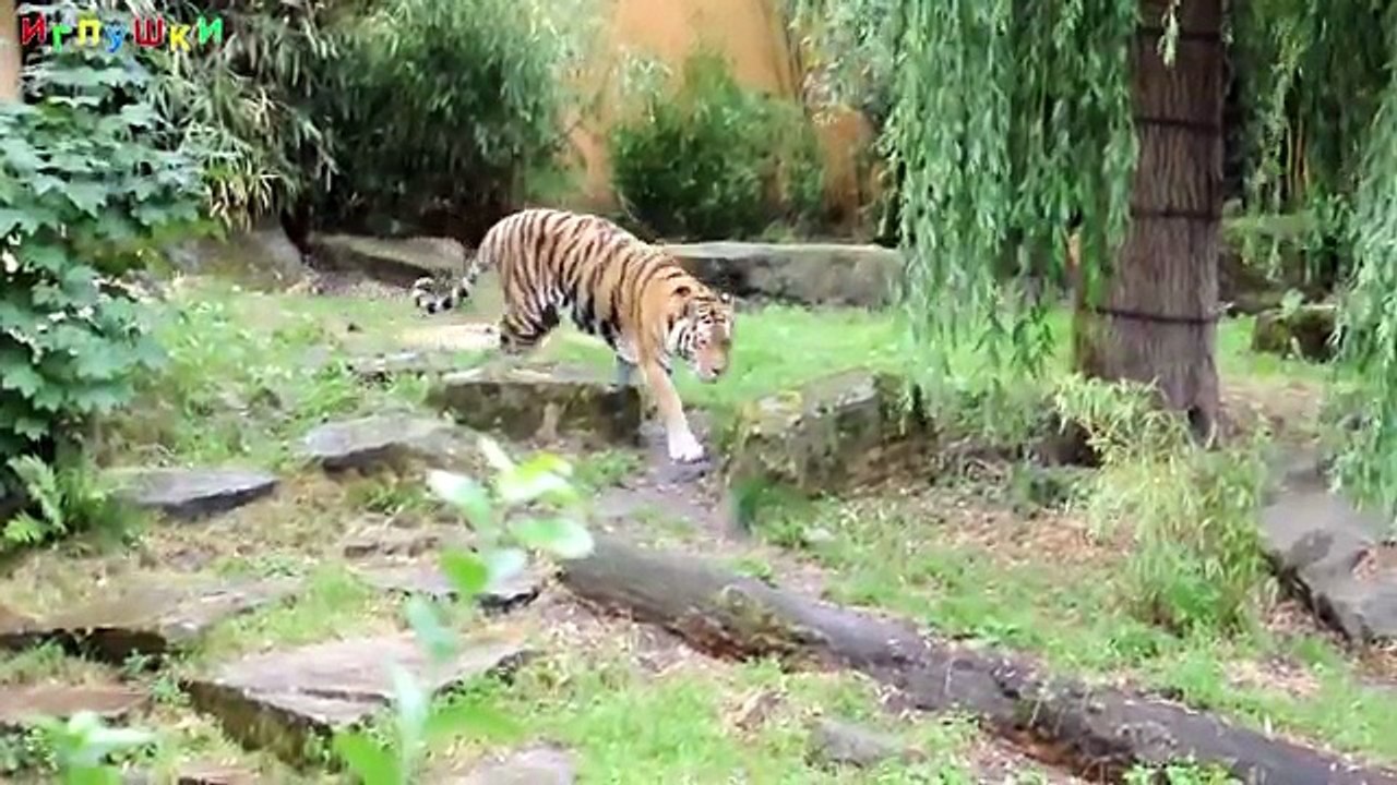 [ КАК ГОВОРЯТ ЖИВОТНЫЕ ] Развивающий МУЛЬТИК для ДЕТЕЙ. Звуки и голоса животных ОБУЧАЮЩЕЕ видео в HD