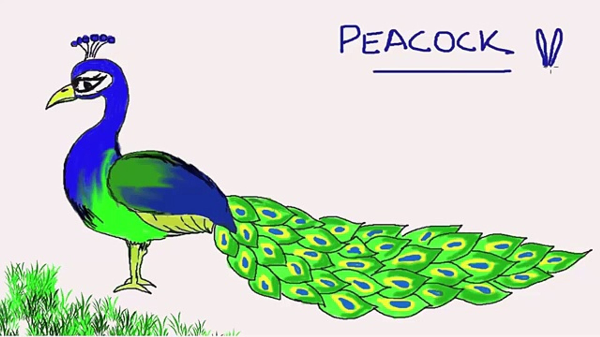 Easy Kids Drawing Lessons : How to Draw a Peacock - video Dailymotion