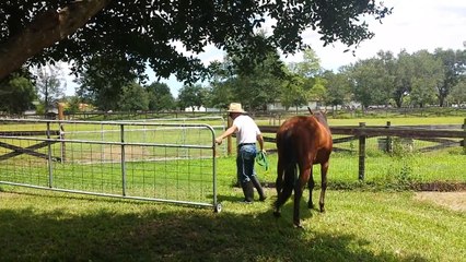 Thoroughbred Colt Racehorse runs fast! Horses.