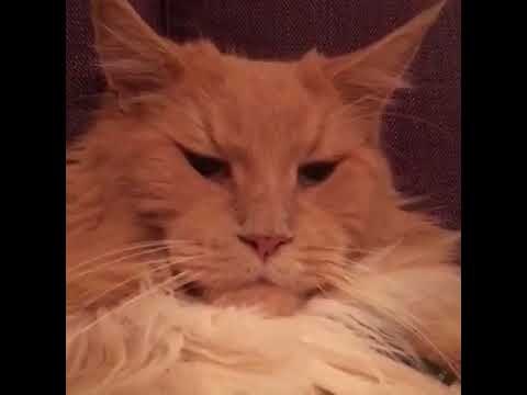 Extremely Relaxed Cat Chills Out on the Couch