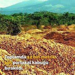 12 bin ton portakal kabuğunu bir araziye boşaltan bilim adamlarının ne planladıkları 16 yıl sonra anlaşıldı