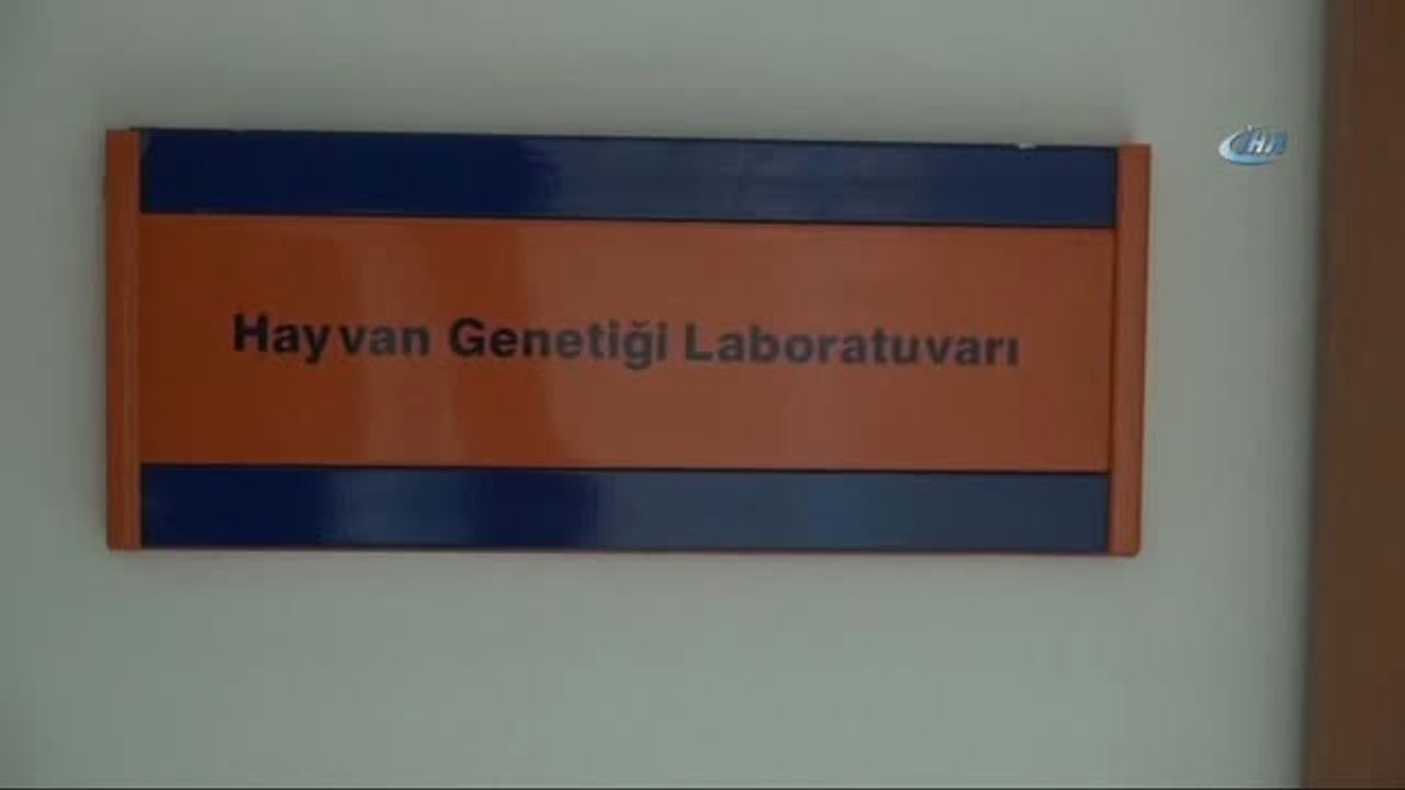 Çift Başlı Yavru Deniz Kaplumbağa Görenleri Şaş...