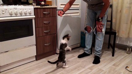 Cat climbs up kitchen counter to get food