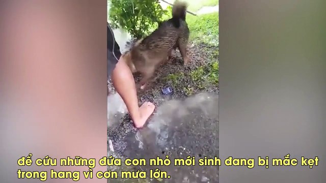 Mưa lớn ngập hang, chó mẹ phi thường giải cứu 3 cún con đang thoi thóp