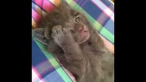 FUNNY VIDEOS- Funny Cat Vines When Cats Go Crazy you Cant Stop Laughing LOL!!