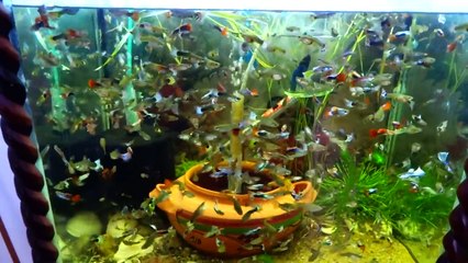 FishTank Full Of Guppies