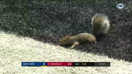 Un écureuil vient faire un Touch Down en plein match de NFL