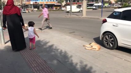 Yol Kenarında Hareketsiz Yatan Hasta Köpeğe Vatandaşlar Sahip Çıktı