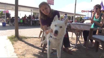 Tokat Ayağından Vurulan 'Jan'a Hayvanseverler Sahip Çıktı