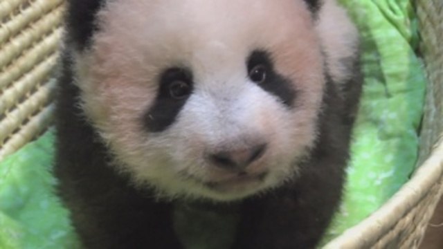 El nuevo panda gigante del zoo tokiota de Ueno se llamará Xiang Xiang