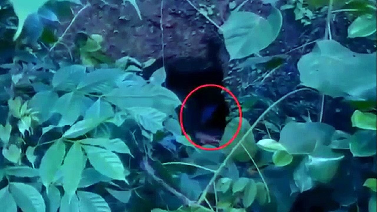 5 Giant Mysterious Creatures Caught On Camera