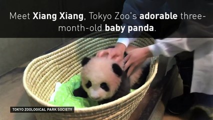 Adorable baby panda gets named ‘Xiang Xiang’