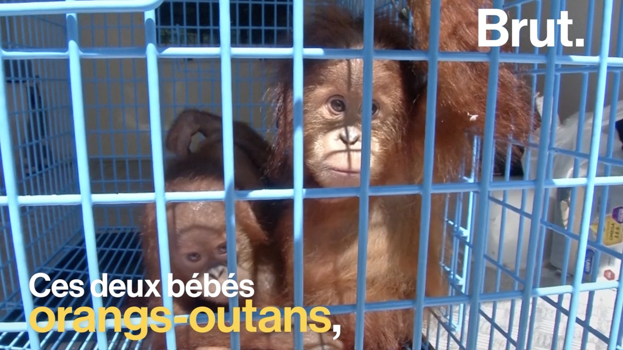 Sauvés avant de devenir des animaux de compagnie