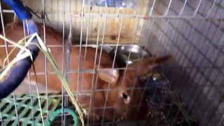 Rebreeding New Zealand Red Rabbit After False Pregnancy