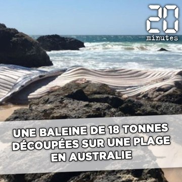 Une baleine de 18 tonnes découpée sur une plage en Australie