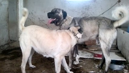 Safkan  dişi ve erkek kangal Köpeği