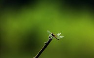 A dragonfly is an insect belonging to the order Odonata