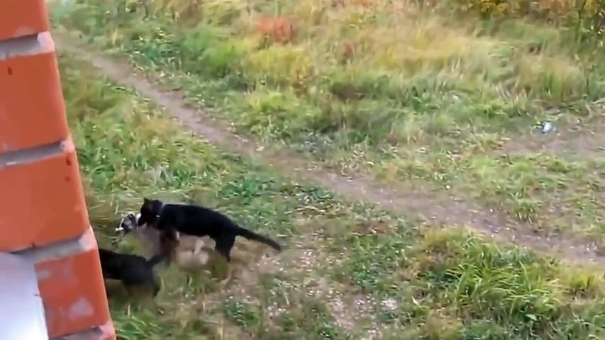 Ciftlesmek Isteyen Kopekler Birbiri Parcaliyor Dailymotion Video